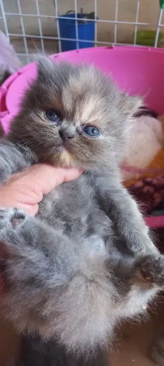 Persas Fêmeas disponíveis  - Foto 3