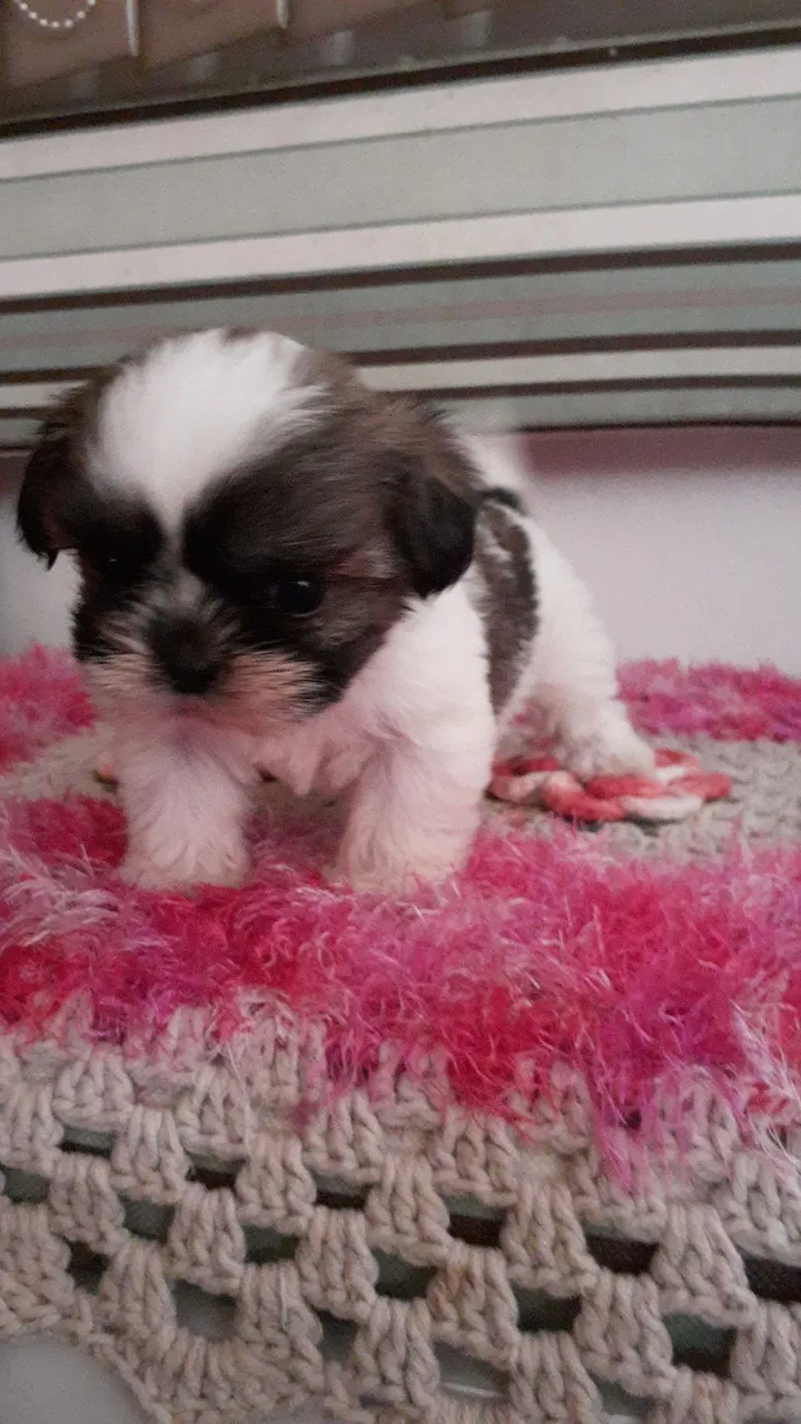 Filhote Shih Tzu macho