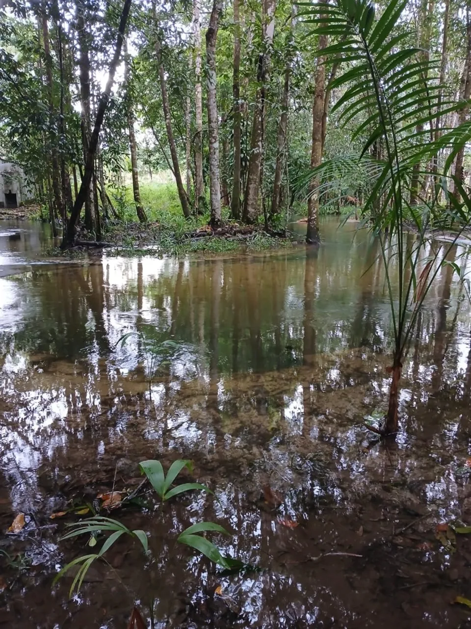 Sítio em Cumaru - Estrada de Colares - vigia