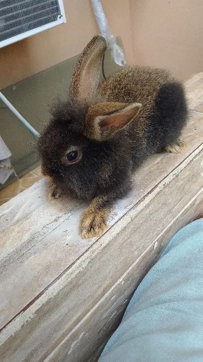 Vendo coelho  - Foto 3
