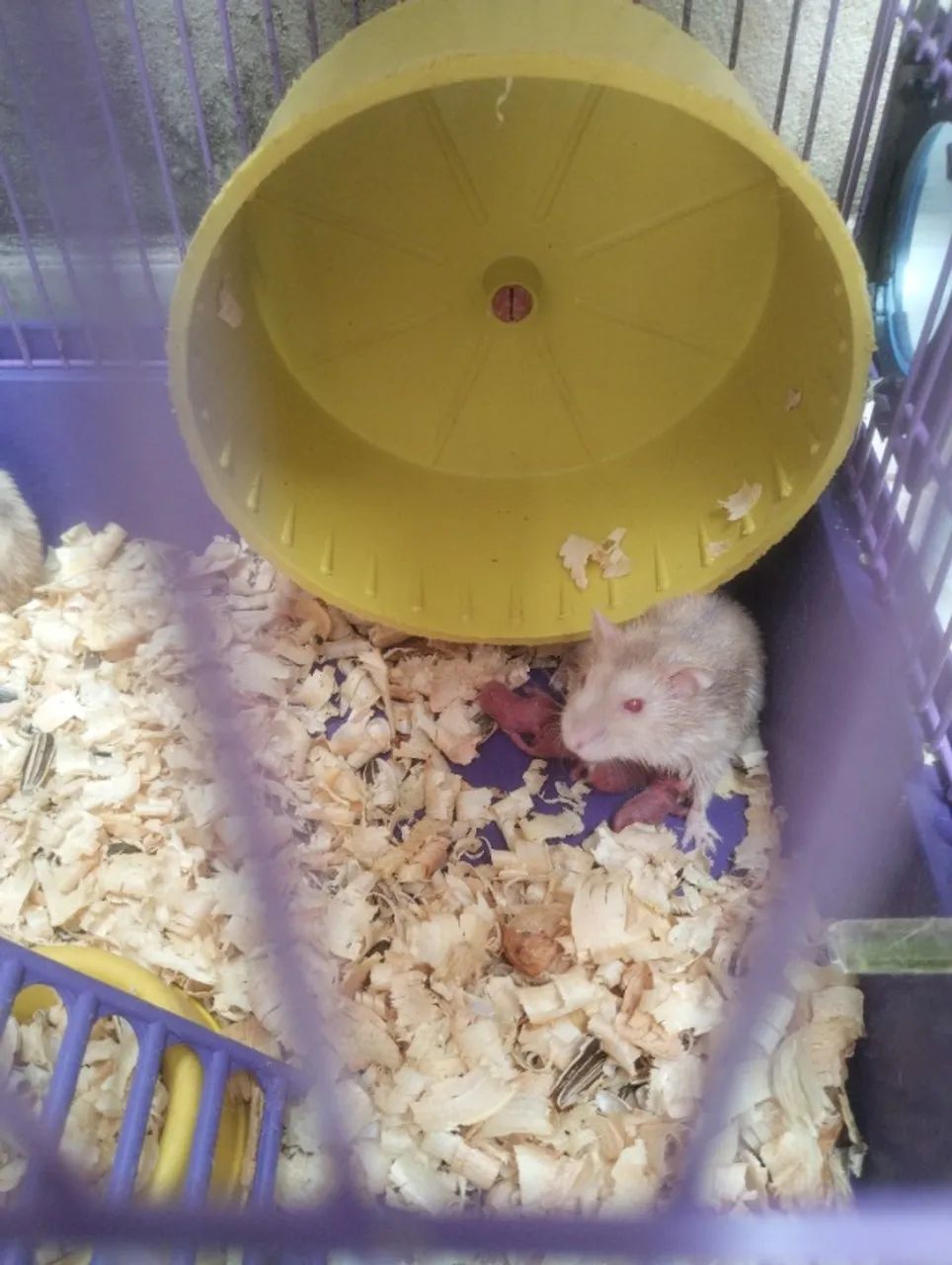 Hamster chinês 