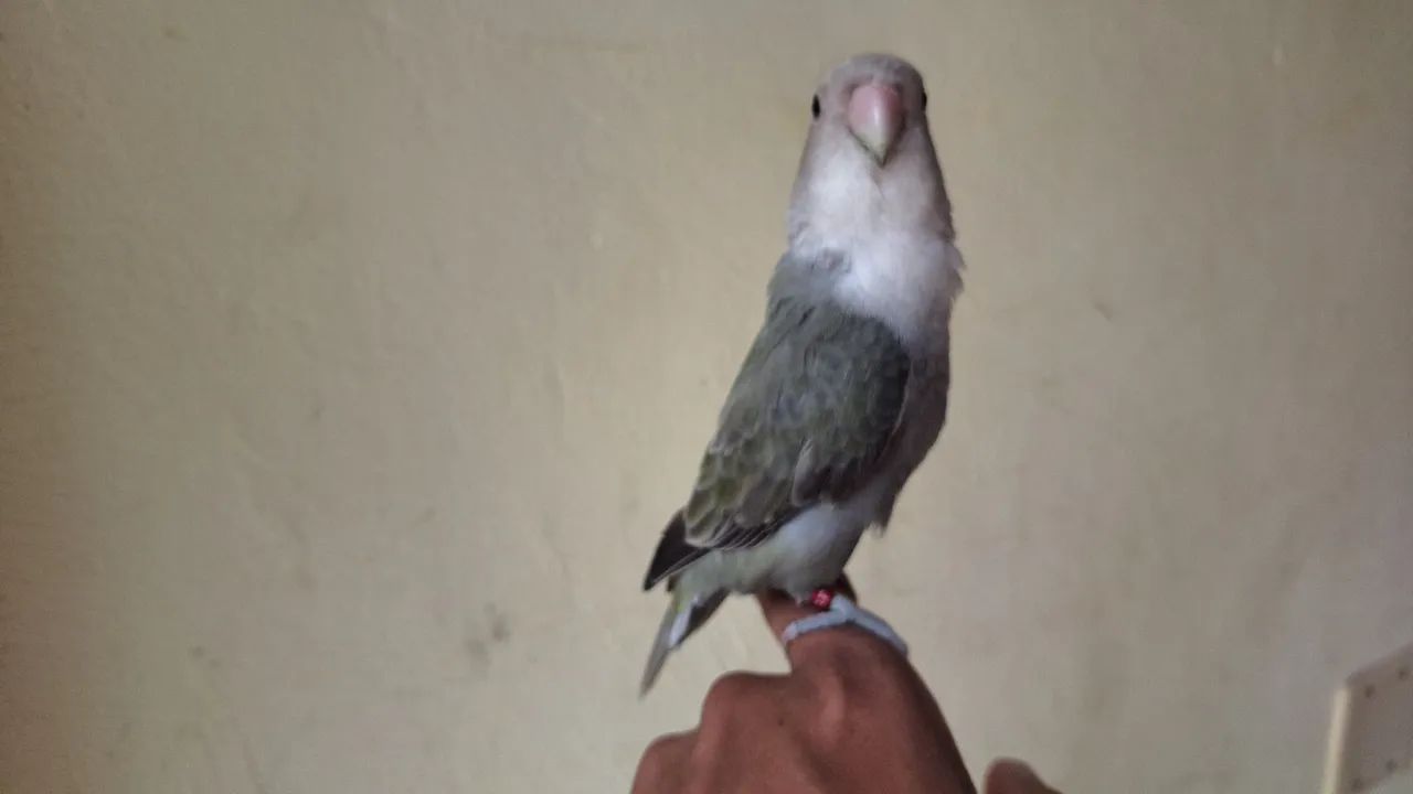 Bebê de periquito para $$ adoção $$ - Foto 2