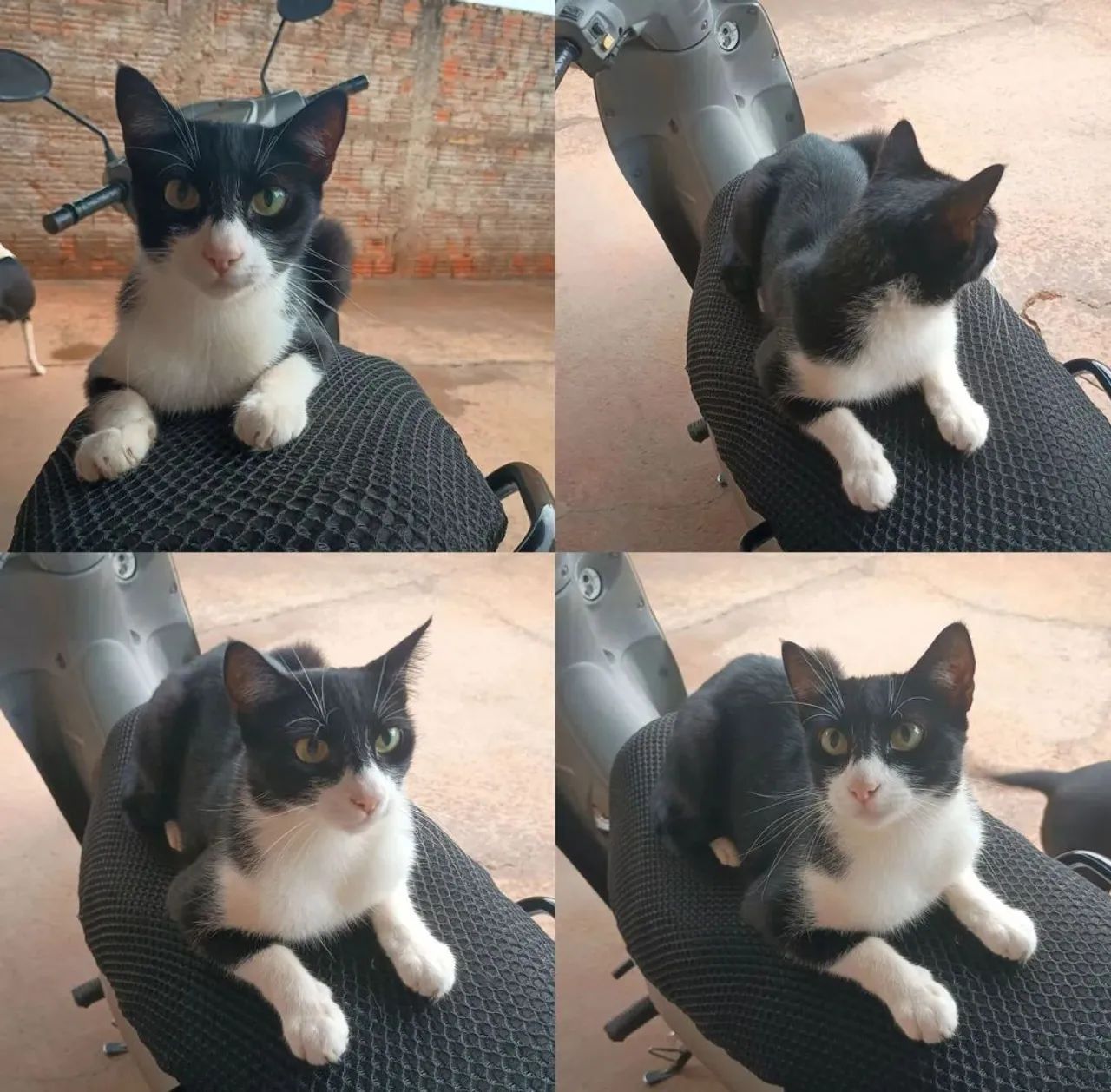 Gatinho adorável para adoção - Foto 2