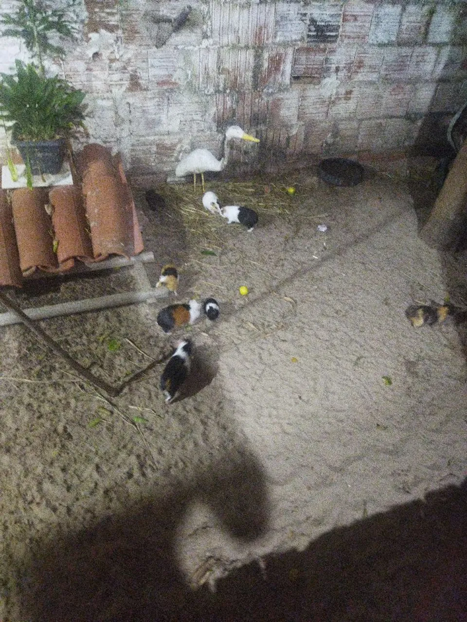 Filhotes de Porquinho da Índia - Lindos e Saudáveis..todas as cores e tamanhos!