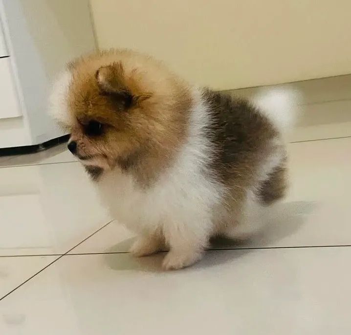 Filhote de Spitz Alemão muito amoroso.