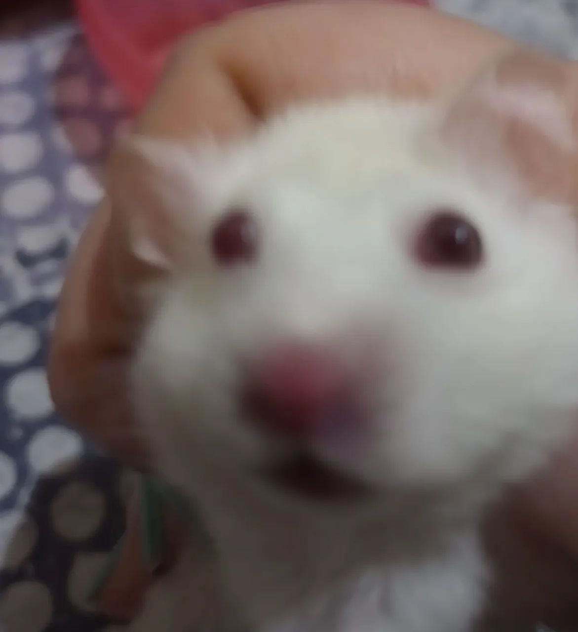 Hamsters fofinhos para adoção - Foto 4