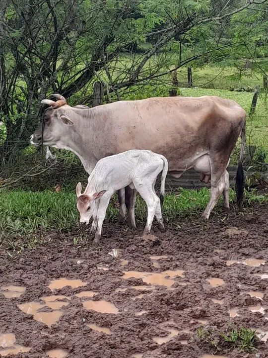 Vendo vaca  - Foto 3