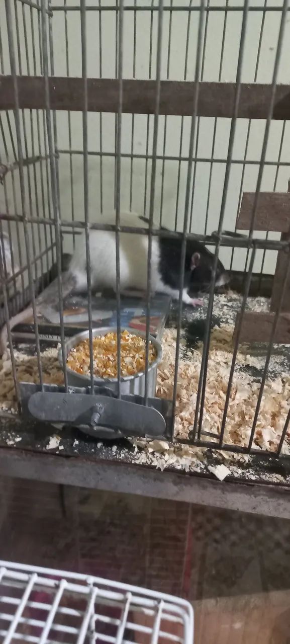 Tenho disponível lidos filhotes de tuisther dumbo são bem mansos  - Foto 4