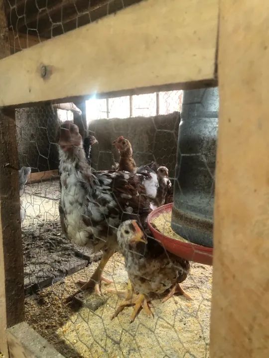 Galinha sertaneja balão - Foto 2