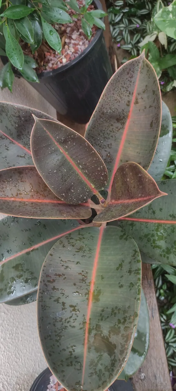 Planta Ficus burgundy