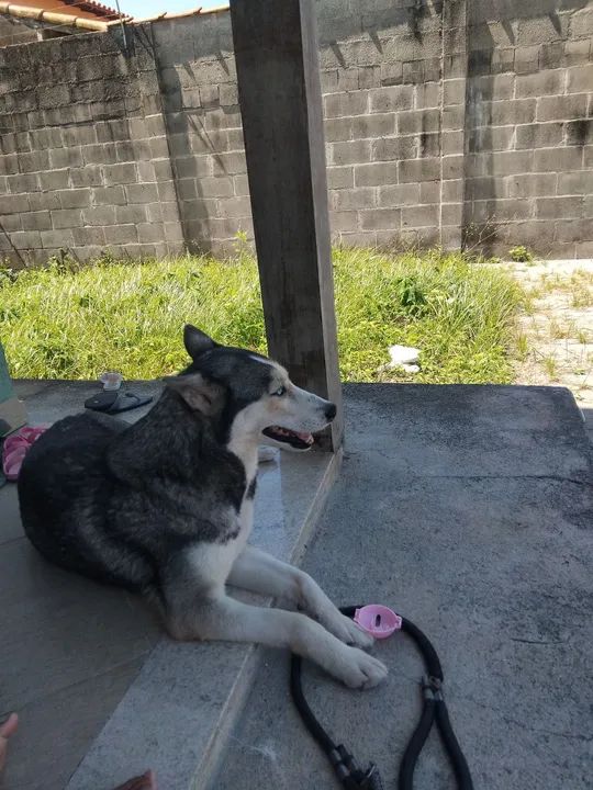 Procuro Husky Siberiano macho para cruzamento.