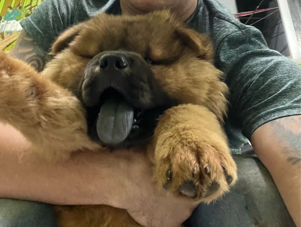 Chow chow filhote  - Foto 3