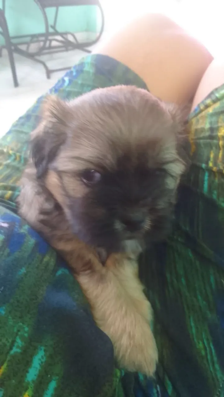 Filhote de Shih Tzu fofo e carinhoso