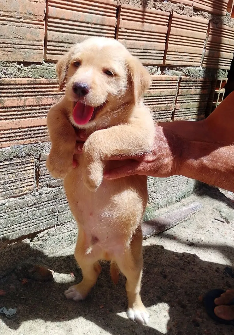 Casal de Golden com labrador