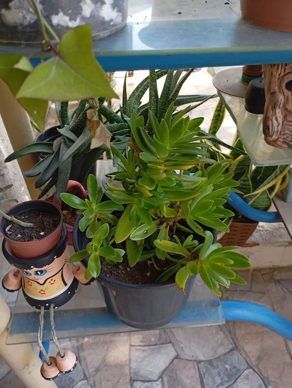 Kalanchoe Thyrisiflora - Plantas Suculenta - Foto 4