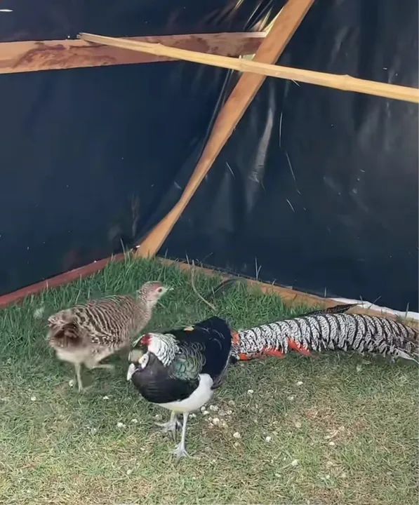 Galinhas ornamentais - Filhotes até 30 dias - Foto 3