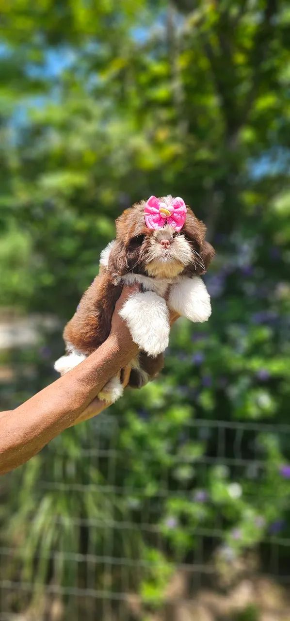 Shih-tzu perfeitinha- Maricá-RJ  - Foto 3