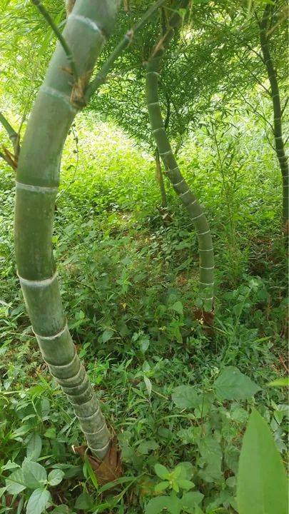 Bambus mosso grande  - Foto 3