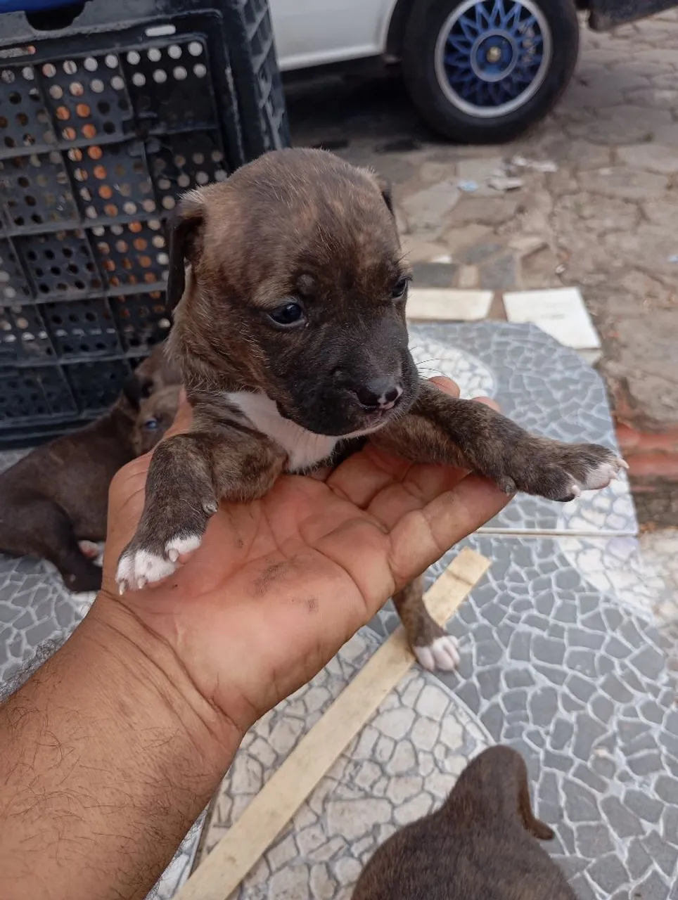 Filhote de Pitbull disponível para adoção