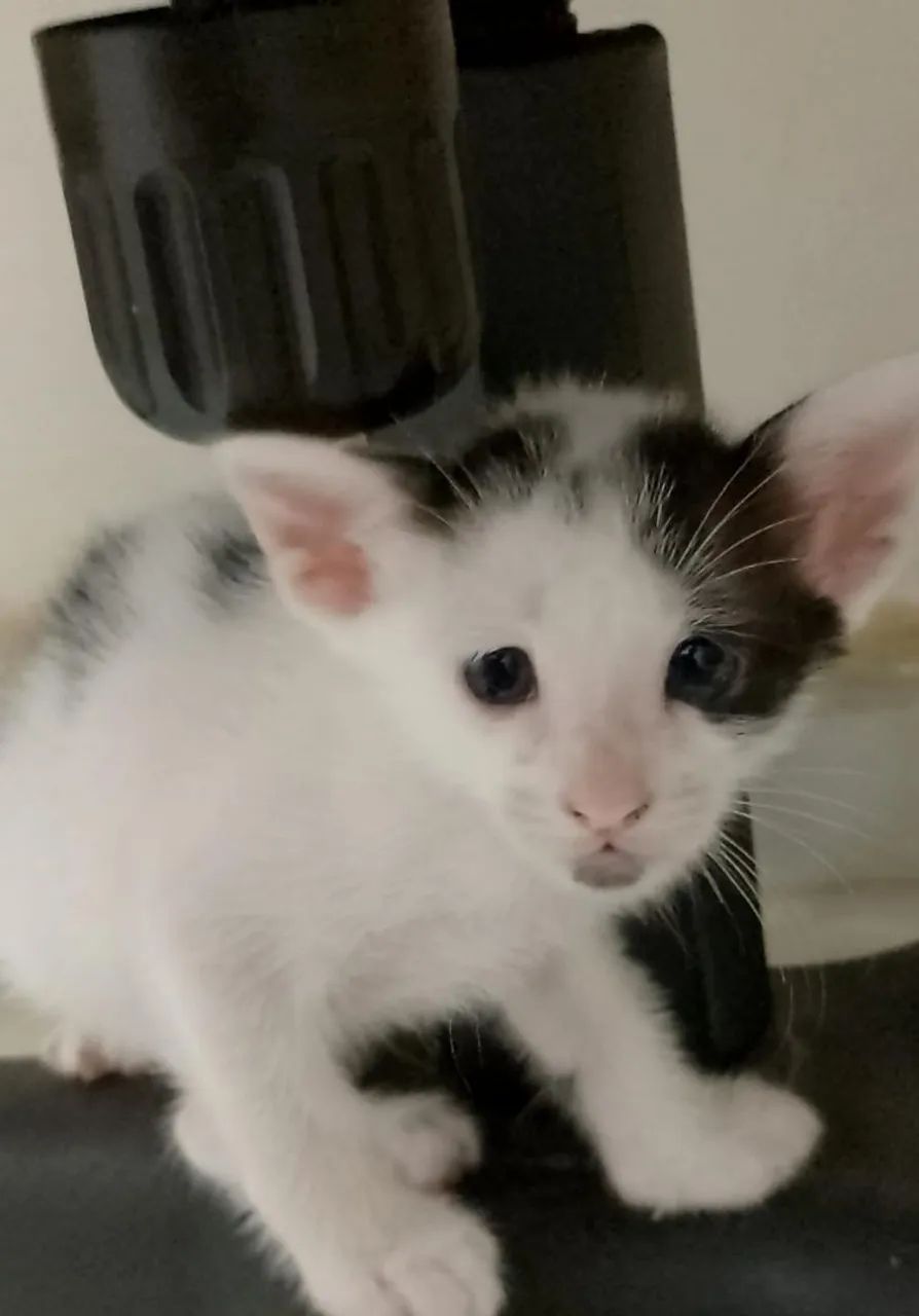 Gatinhos para adoção. - Foto 3