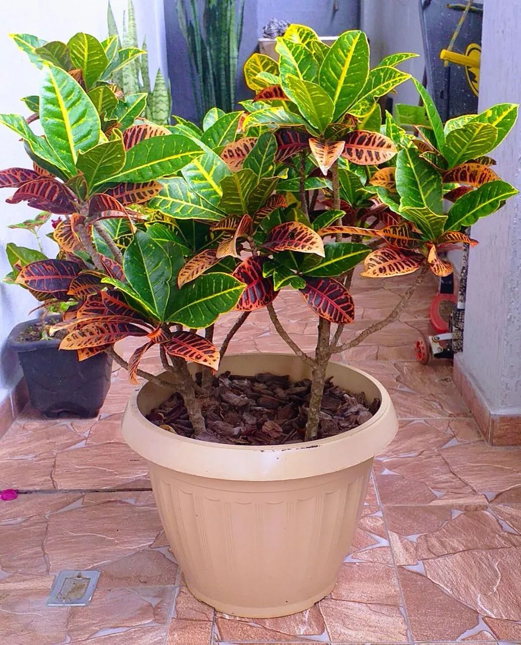 Cróton em Vaso - Foto 4