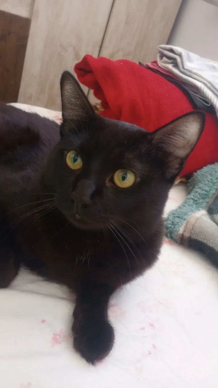 Doando esse gato macho  - Foto 5