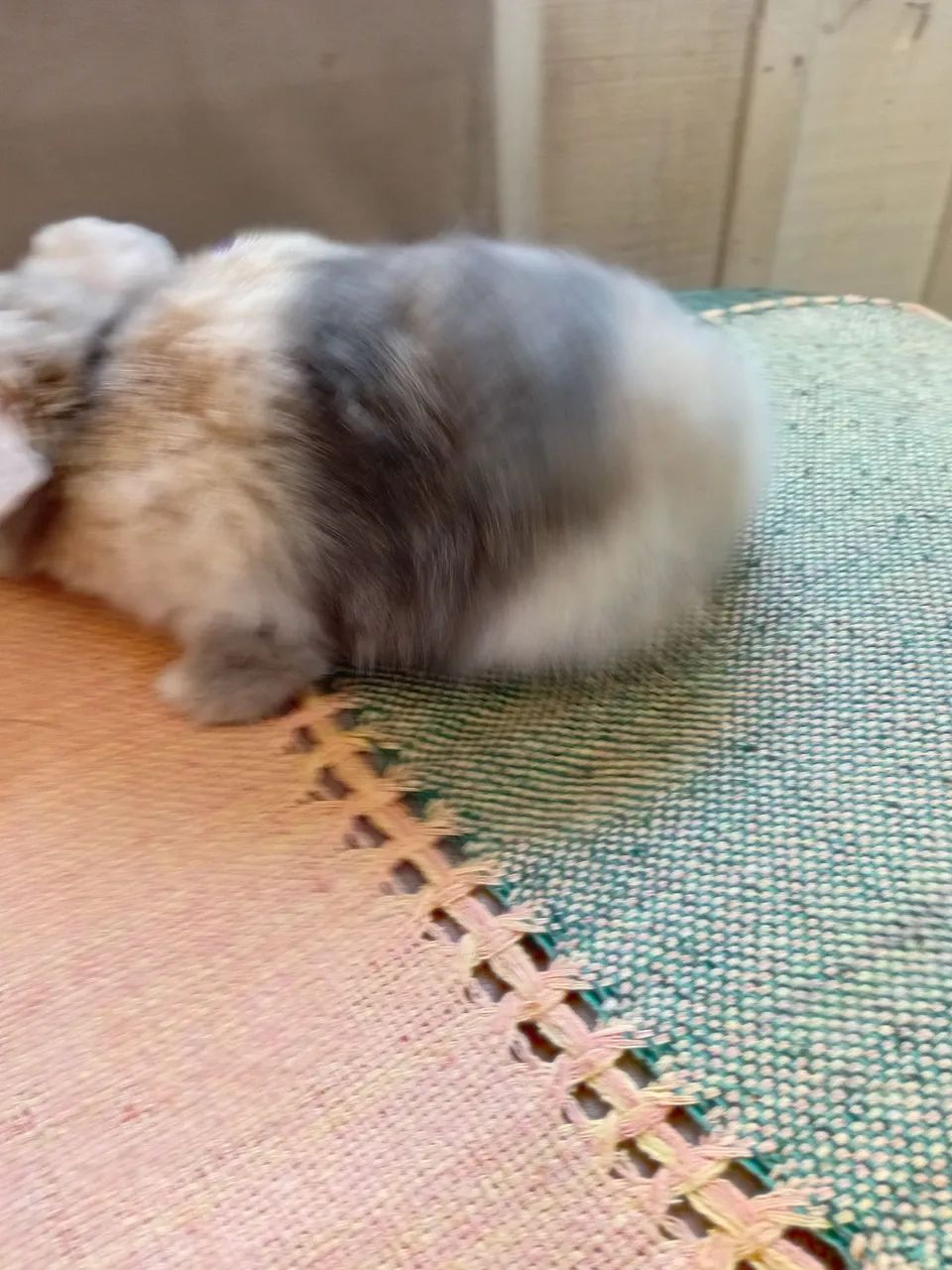 Mini lop  machinho  - Foto 3