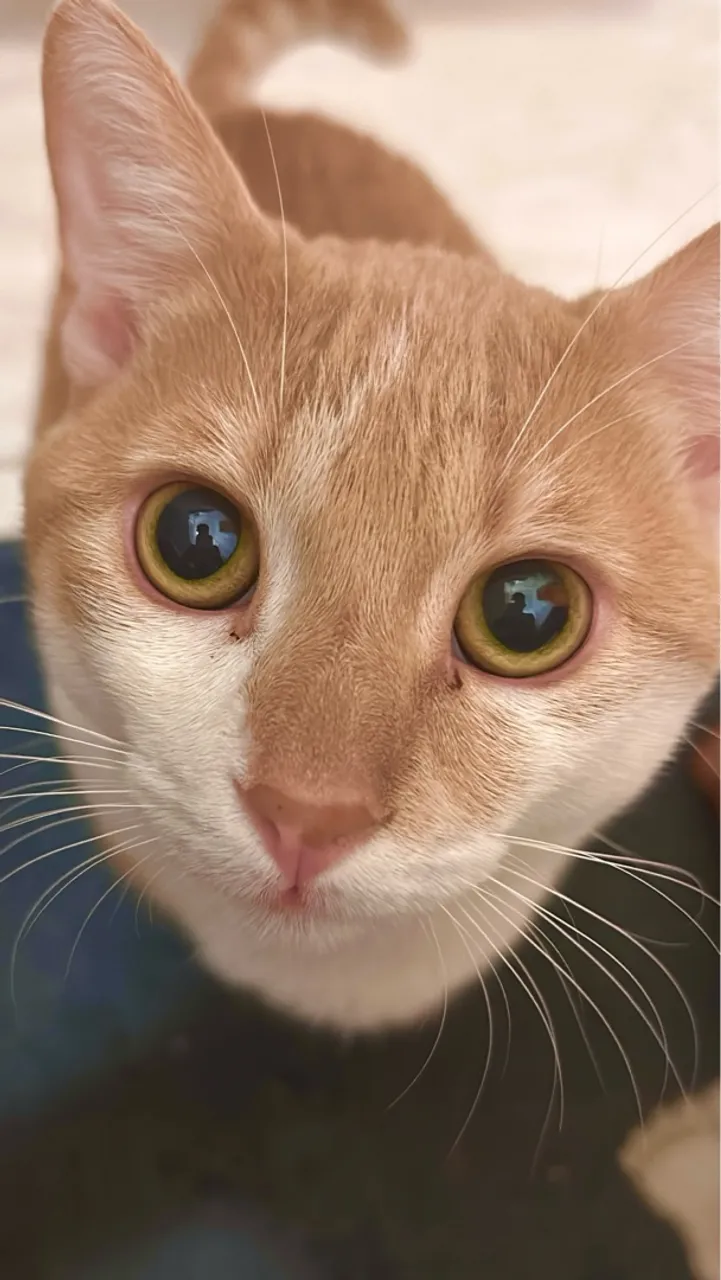 Gatinho Lindo e Carinhoso para Adoção