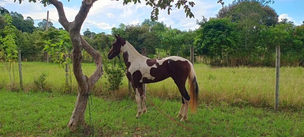 Cavalo Mangalarga