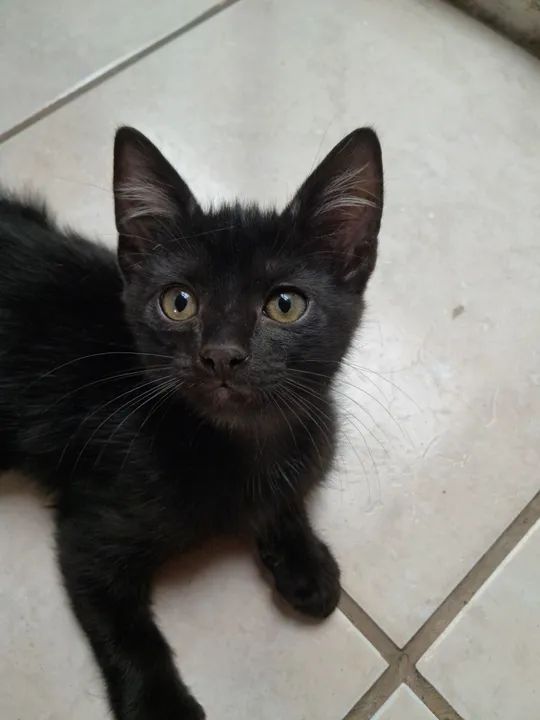 Doa-se filhotes gatos (ignorem o valor) - Foto 4