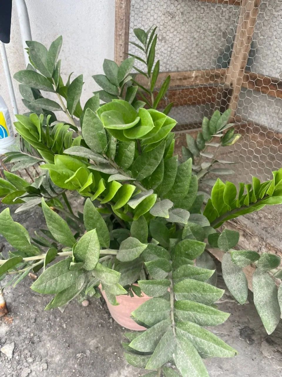 Zamioculca 63824636745987120