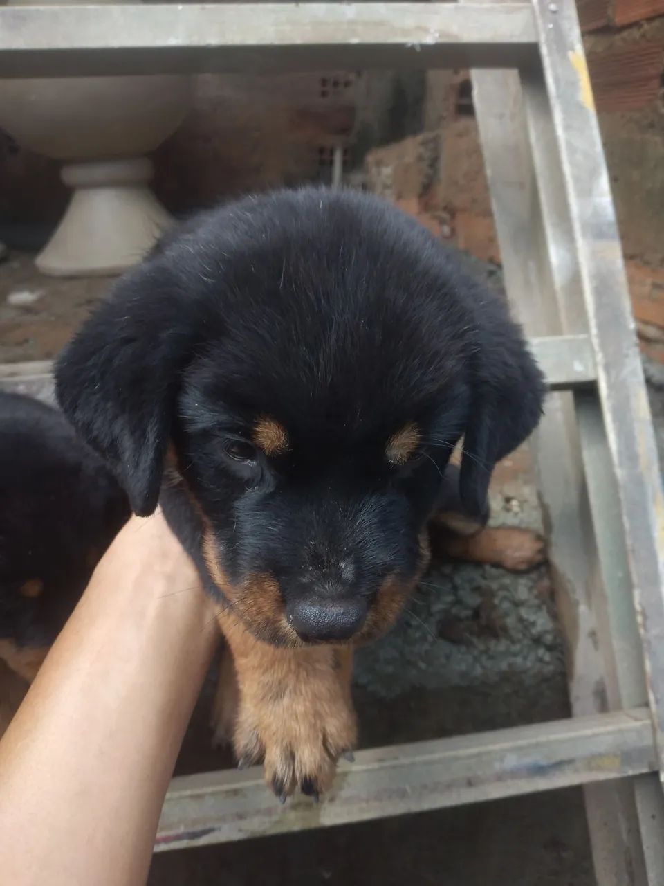 Filhote de Rottweiler