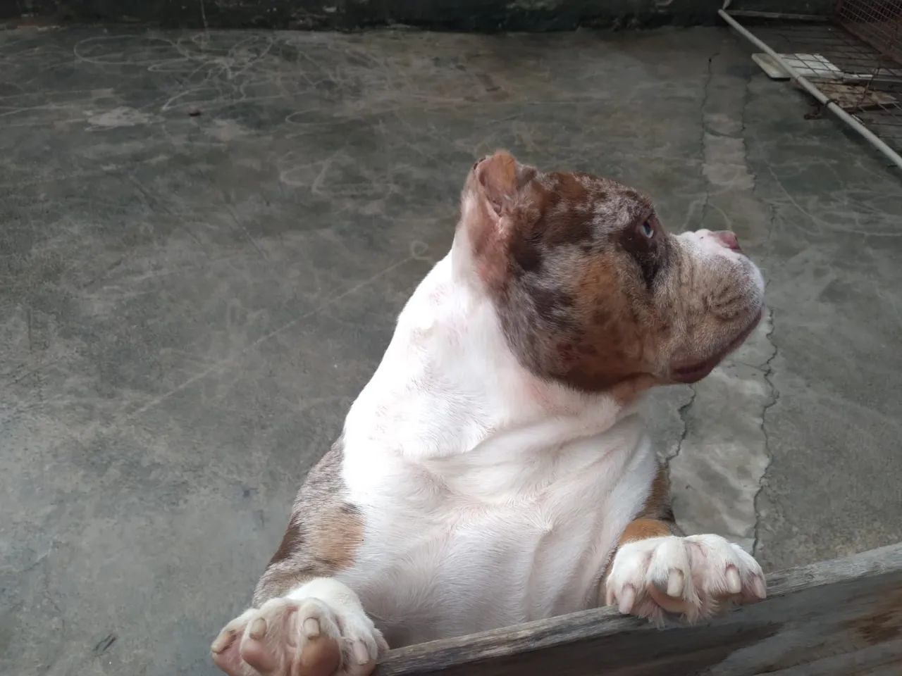 Bully micro - Foto 2