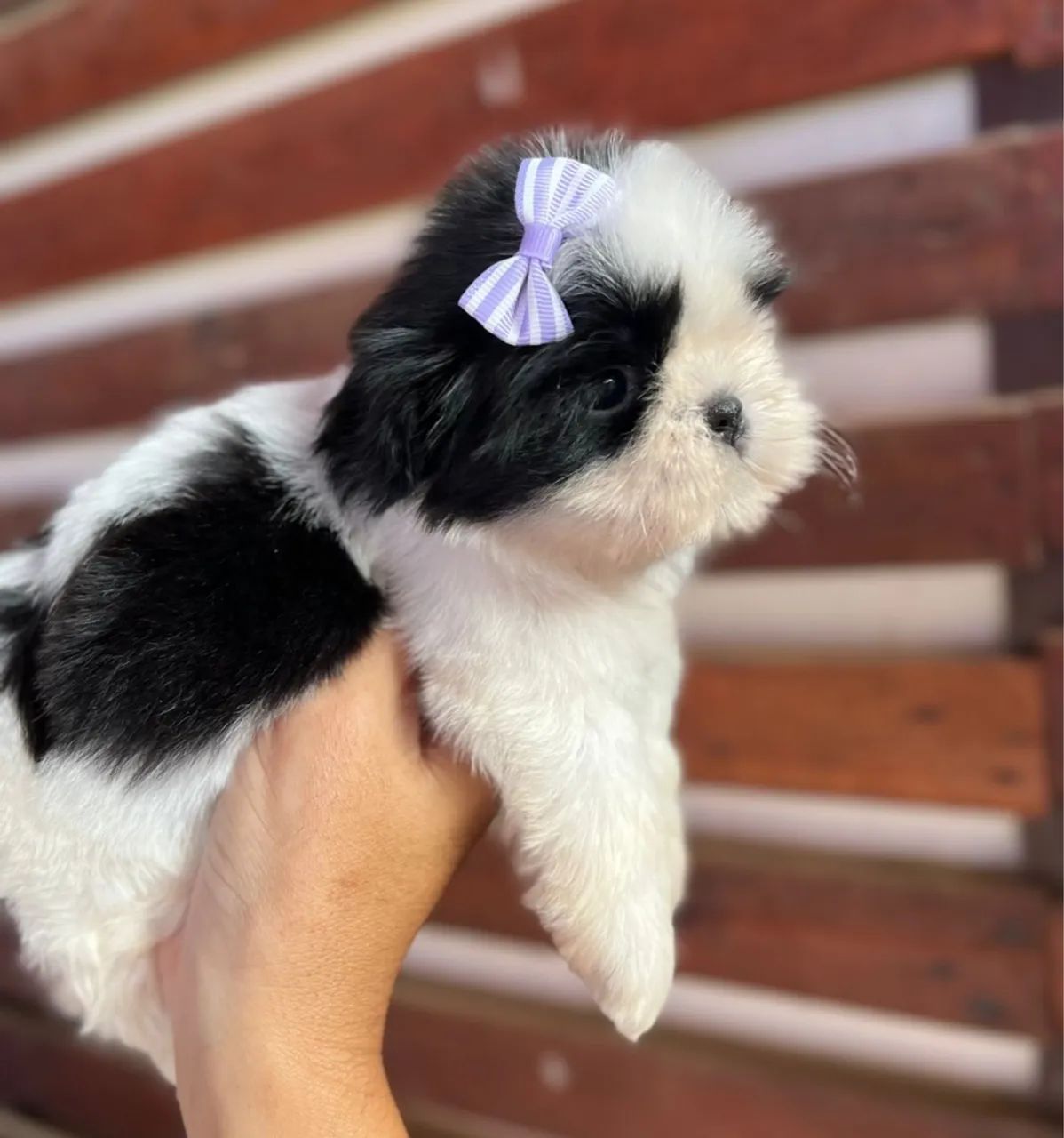 Shih Tzu Bebê - Fofinho e Carinhoso