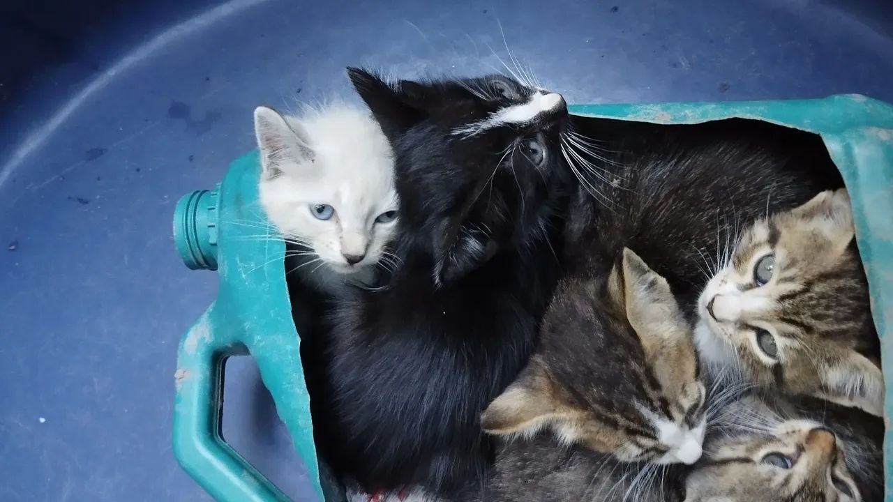 Gatinhos fofinhos para adoção