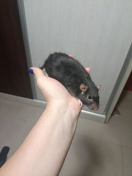 Rato Twister Marrom - Foto 2