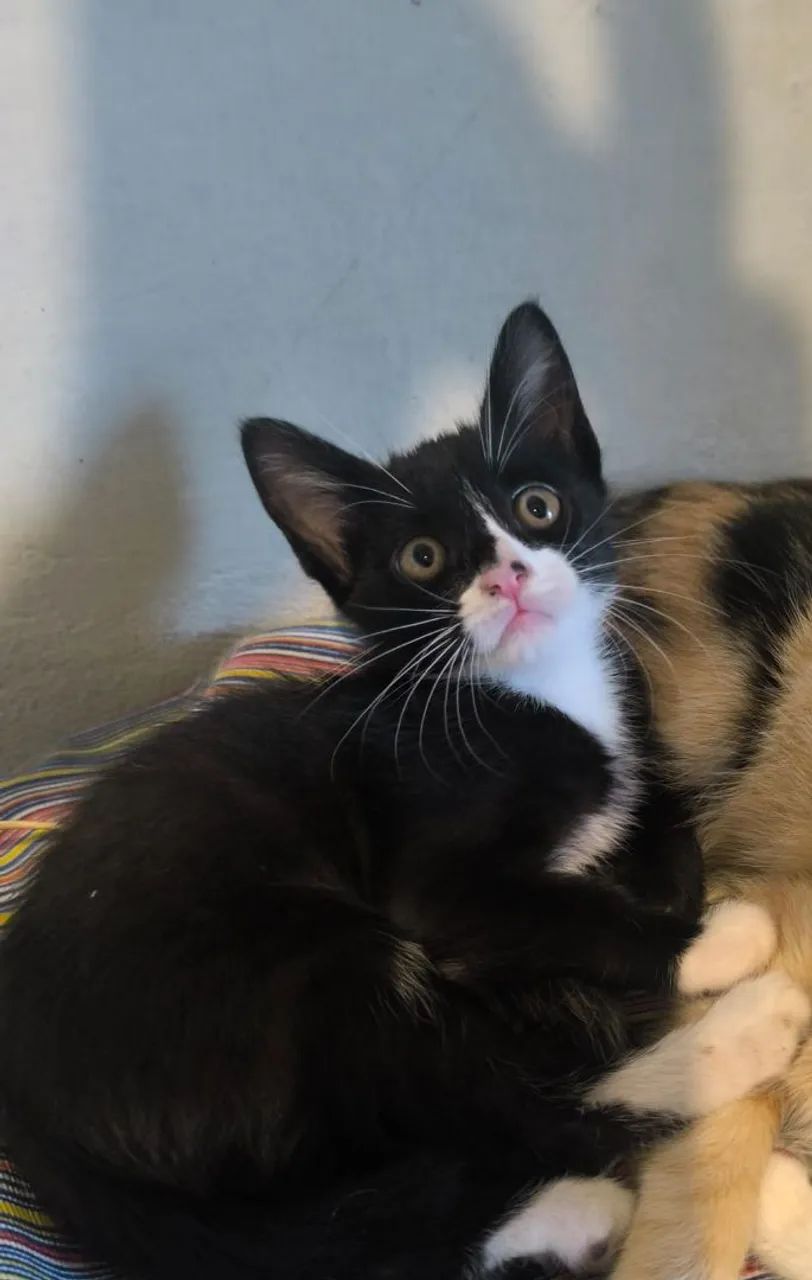 Adoção Responsável - Foto 3