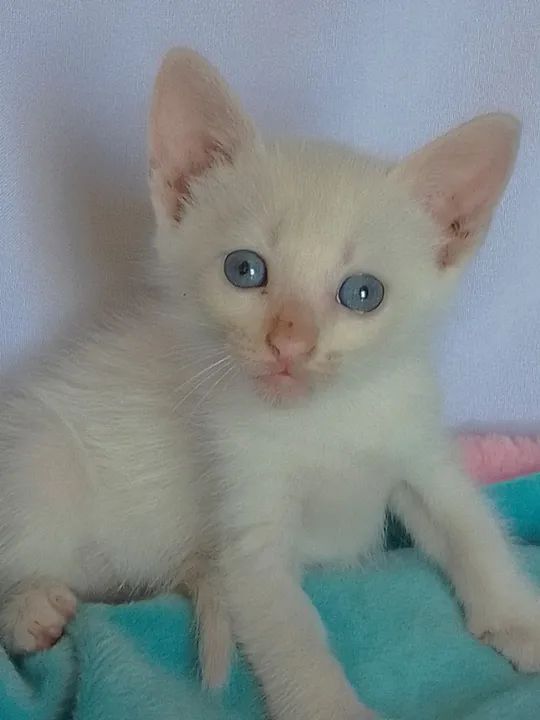 Gato branco com olhos azuis com 40 dias - Foto 4