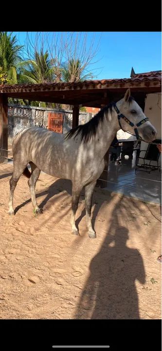 Égua Quarto de Milha / Domada  - Foto 6