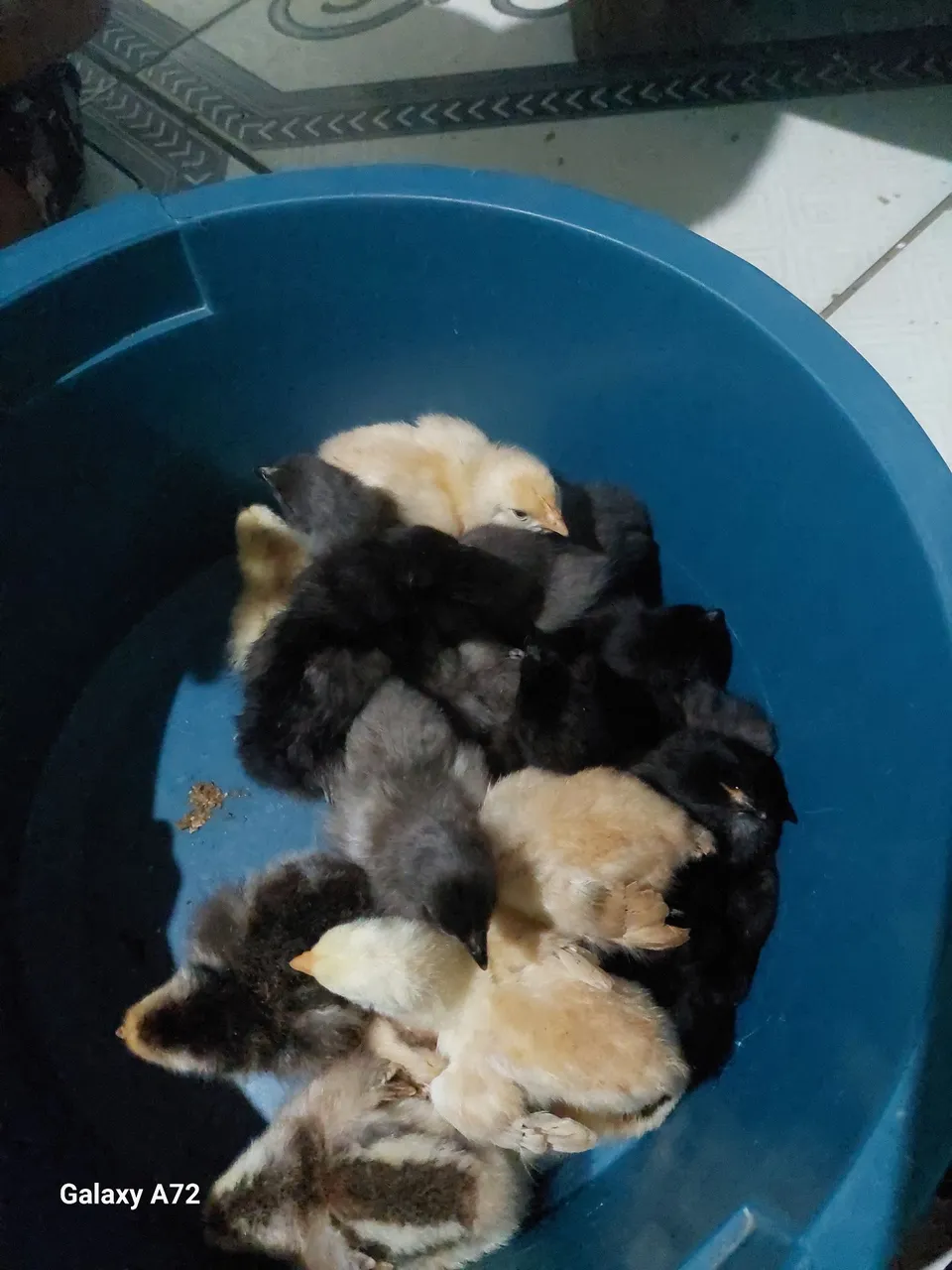 Pintinhos caipira melhorado