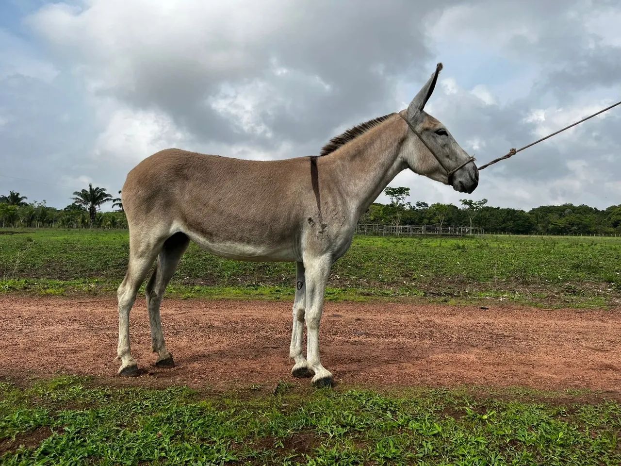 Jumenta Pêga registrada !  - Foto 3