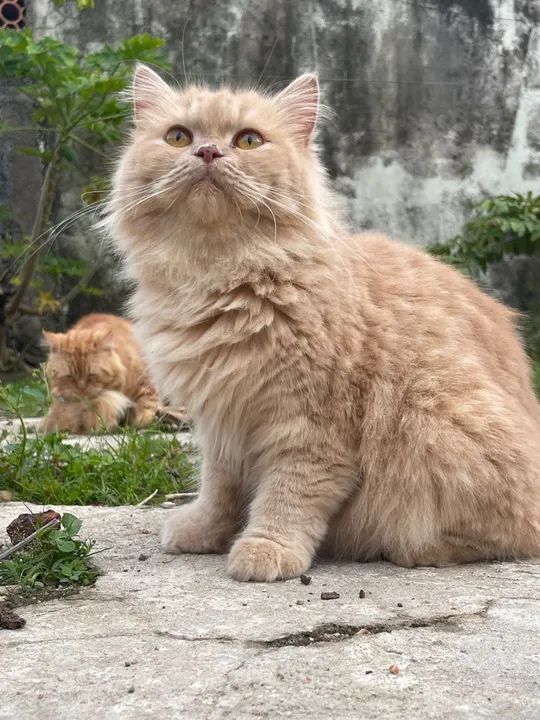 Filhotes de gato da raça british long hair
