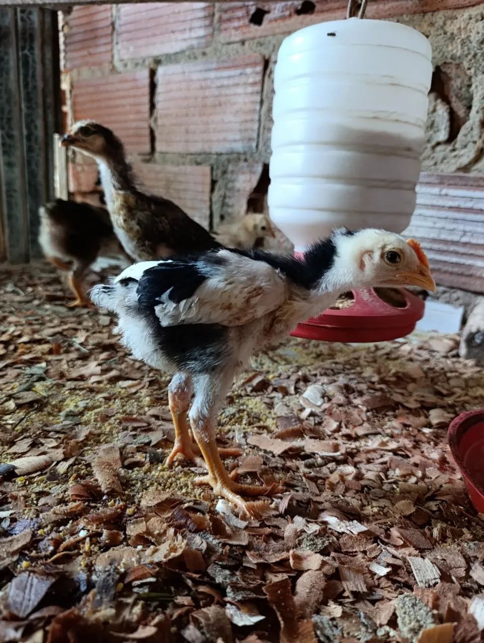 Pintos caipira melhorados, Gsb e Rhode Sland Red - Foto 4