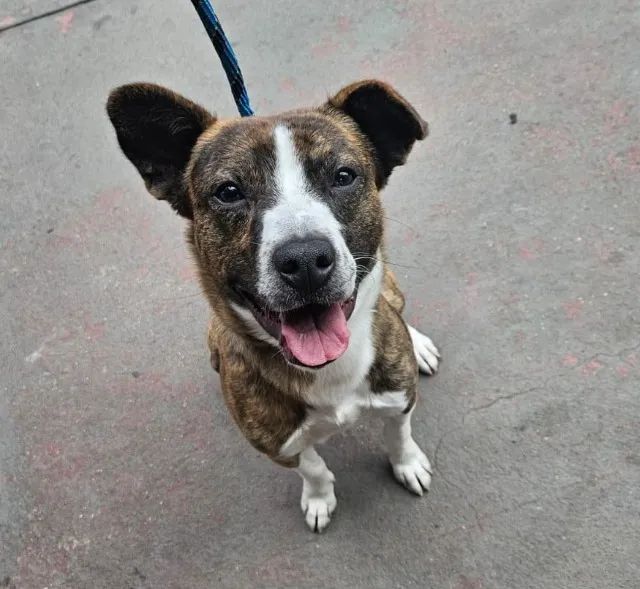 Cachorro Adulto - American Pitbull Terrier Tigrado 