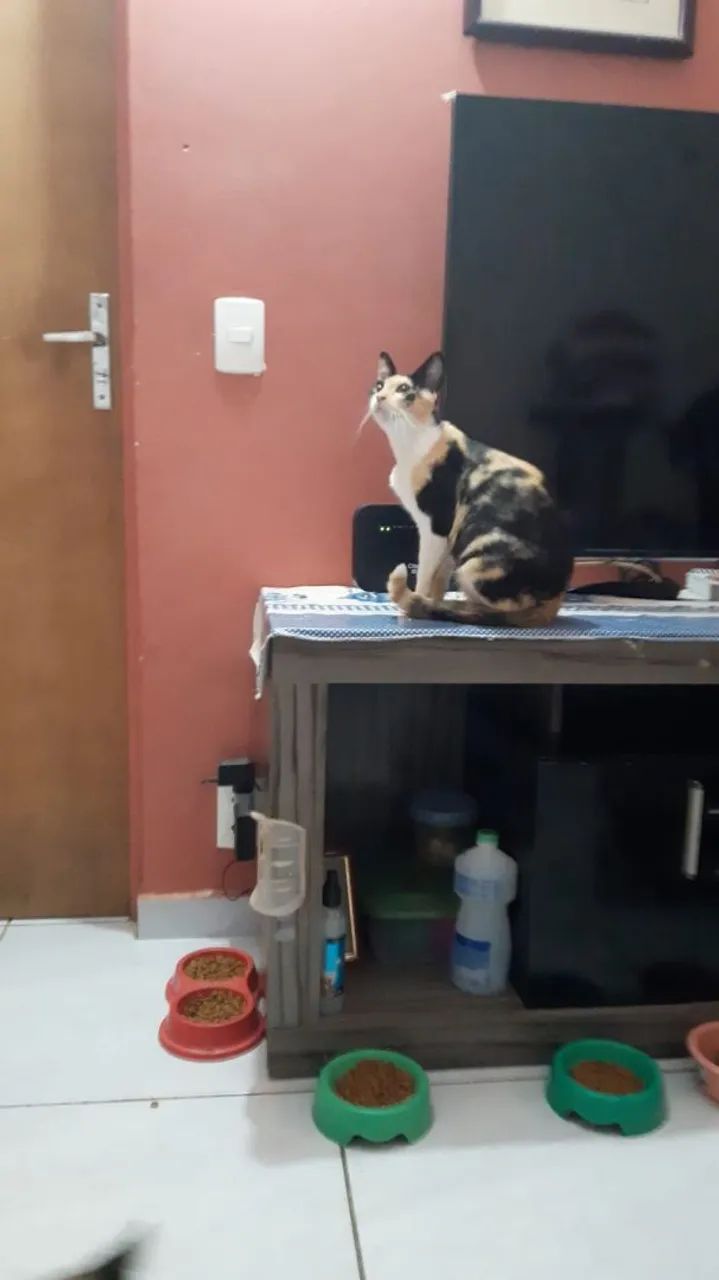 Doação de gata  - Foto 2