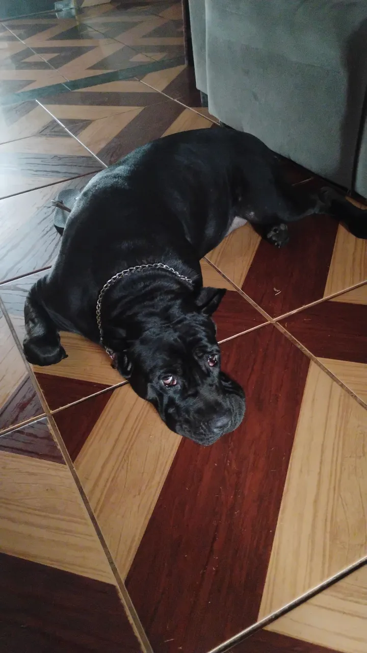Cane corso fêmea 
