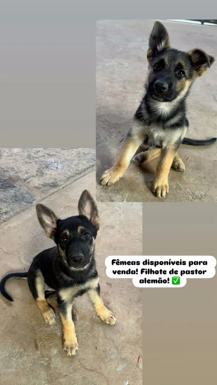 Filhote de pastor alemão