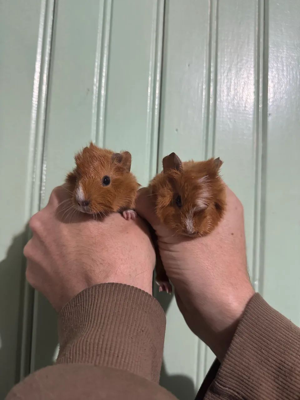 Porquinhos da índia 64319319510402124