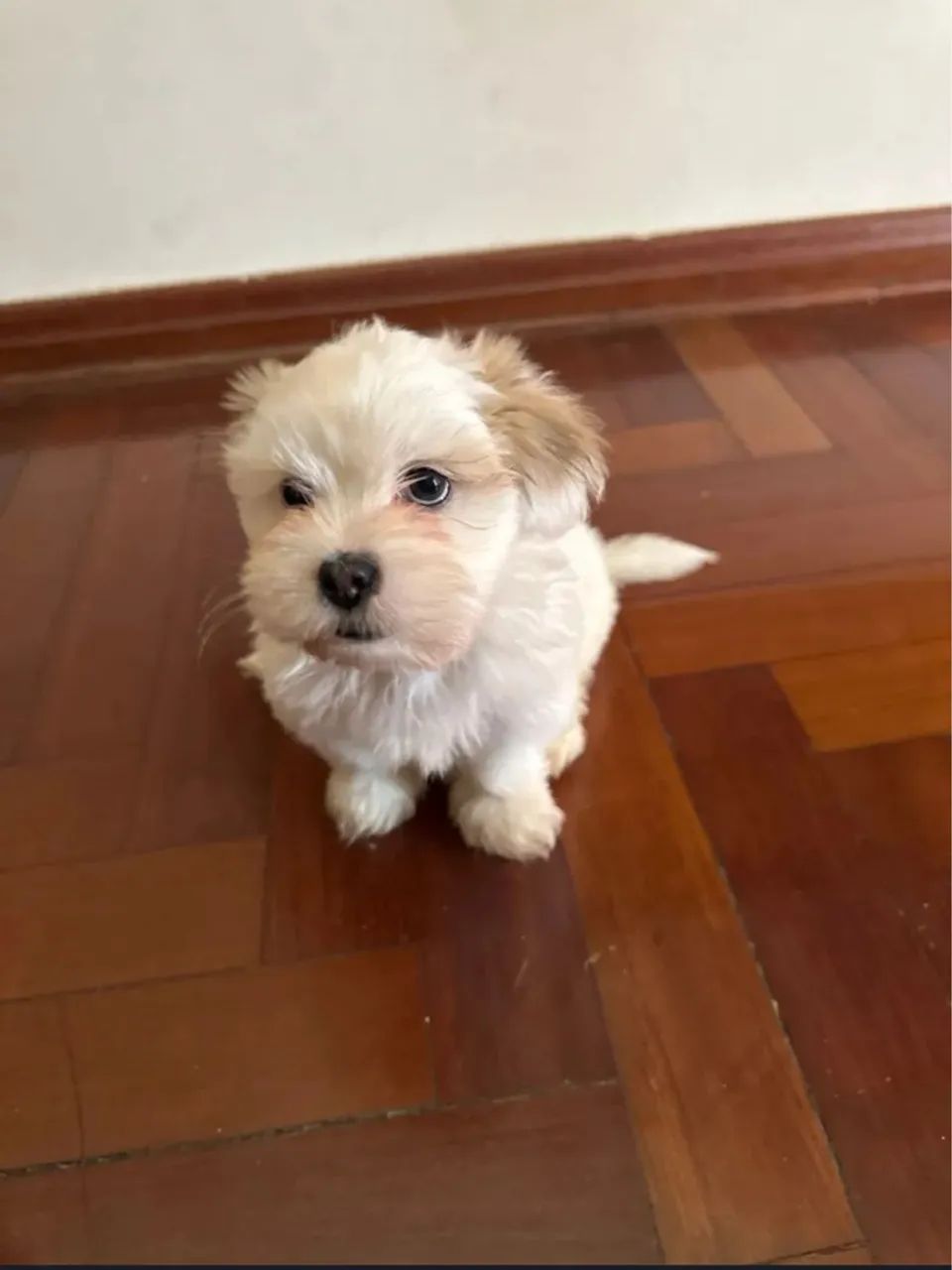 Filhotes lhasa para venda macho e fêmea!!! - Foto 6