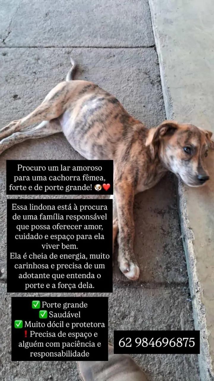 Cachorra fêmea para adoção responsável.
